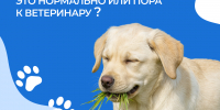 Почему собака есть траву? - Департамент ветеринарии