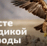 Проект «Вместе для дикой природы»: поддержим защиту исчезающих видов - Министерство природных ресурсов и экологии