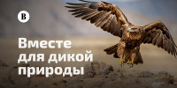 Проект «Вместе для дикой природы»: поддержим защиту исчезающих видов - Министерство природных ресурсов и экологии