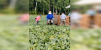 Первая капуста нового урожая пошла с полей на продовольственные базы Ленобласти - 47Channel.Ru