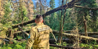 В Ленобласти обследовали 3,3 тыс. гектаров леса по программе «Чистые леса» - Online47.Ru
