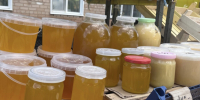 Цена натурального продукта: о чем рассказали бугурусланские пчеловоды накануне Медового Спаса - Газета Бугурусланская правда