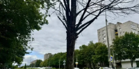 В Обнинске спилят 10 аварийных деревьев - Калужский перекрёсток