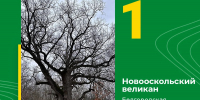Подведены итоги конкурса «Российское дерево года – 2026» - Министерство лесного хозяйства