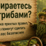 Как безопасно сходить в лес за грибами - Венгеровский район