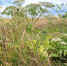 В Орловской области более 70 гектаров земли заросли борщевиком - Уездный город