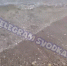 Фото: скриншот | Бухта Аякс на Русском острове оказалась под угрозой загрязнения - PrimPress.Ru
