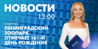 Новости Петербурга к 13:00 - tvspb.ru - ТК Санкт-Петербург