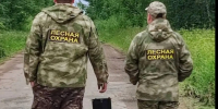 В Гатчинском округе продолжаются работы по оздоровлению лесов - Гатчинская служба новостей