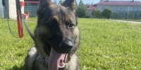 Вологодские полицейские ищут хозяев для служебной овчарки по кличке Царь - Вологда.РФ