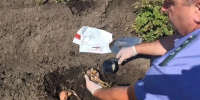 В Самарской области проверили около 475 гектаров картофеля в Безенчукском районе - Комсомольская Правда Самара