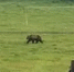 В Башкирии медведь вышел к людям - Башинформ