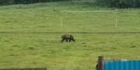 В Башкирии медведь вышел к людям - Башинформ