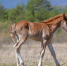 horses1 150826 - Газета Магаданская правда