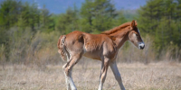 horses1 150826 - Газета Магаданская правда
