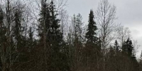 За сутки в Ленобласти спасатели ликвидировали последствия 22 происшествий - Online47.Ru
