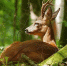 Косуля-европейская-фото-Capreolus-capreolus - Novosti-Saratova.Ru
