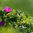 Фото: ПАИ - InformPskov.Ru