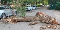 В Воронеже на улице Депутатской 14 августа дерево упало на машину и перегородило проезд - РИА Воронеж