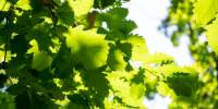 Ливни и дожди обрушатся на Приамурье - ИА Порт Амур