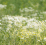 Фото: ПАИ - InformPskov.Ru