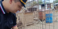 Помощь приюту в Пскове - InformPskov.Ru