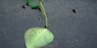 После проливных дождей в Поморье наступит спокойная погода - ГТРК Поморье