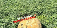 Рязанские грибники встретили в лесу Колобка - РИА 7 Новостей