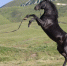 Дорога братства: поэтическая летопись конного похода - Газета День республики