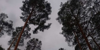 лес - ГТРК Татарстан