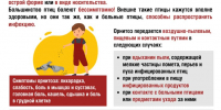 Профилактика орнитоза - Роспотребнадзор