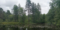 лесной водоем с кувшинками в пасмурную погоду - Петрозаводск говорит