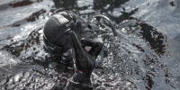 Тело пропавшего на острове Русский мужчины нашли водолазы - КП Владивосток