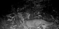 Амурский лесной кот стал чаще встречаться в Приамурье - ИА Порт Амур