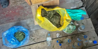 Охота на "зеленый яд": в Томской области подвели итоги первого этапа операции "Мак‑2026" - ГТРК Томск