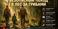 Безопасный поход в лес за грибами — простые правила, которые сохранят вам настроение и здоровье - МЧС