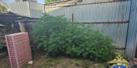 У жителя Новоалександровска изъяли более 120 граммов растительного наркотика - Вечерний Ставрополь