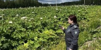 На сельхозугодьях Ивановской области Россельхознадзором выявлено более 143 гектара заросших борщевиком Сосновского - Россельхознадзор