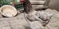 Жителей Волгодонска предупредили о штрафах за неучтенную домашнюю птицу - DonDay-Volgodonsk.Ru