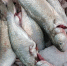 После проверок в Самарской области изъяли 15,2 кг рыбы и морепродуктов - ProGorodSamara.Ru