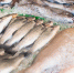 raw-fish-market - ТРК Щелково