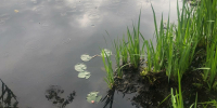 Грозы и подъем воды в Неве станут угрозой для Ленобласти в ближайшие дни - Neva.Today