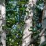 Березовый сок - «суперфуд» или просто вода? Специалисты рассказали, в чем его польза - 47 новостей