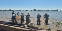 В Астраханской области поймали редких рыб, чтобы они дали потомство для разведения - Bloknot-Astrakhan.Ru