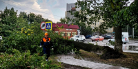 Сильный ветер повалил дерево на улице Подтелкова - Bloknot-Morozovsk.Ru