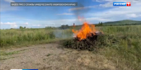 Семь тысяч кустов конопли весом более двух тонн уничтожили в Комсомольском районе - ГТРК Дальневосточная