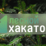 Рослесхоз сообщил о проведении первого Лесного хакатона - Главное управление лесного хозяйства