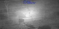 Медведь растерзал семь овец в Новосибирской области - Gorsite.Ru