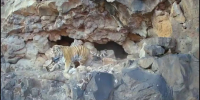 Тигр скриншот видео из тг-канала &quotЦентр &quotАмурский тигр&quot (18+) - IrkutskMedia.Ru