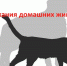 Памятки по содержанию собак! - Город Нерюнгри